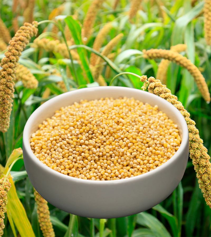 Foxtail Millet (Kangni)